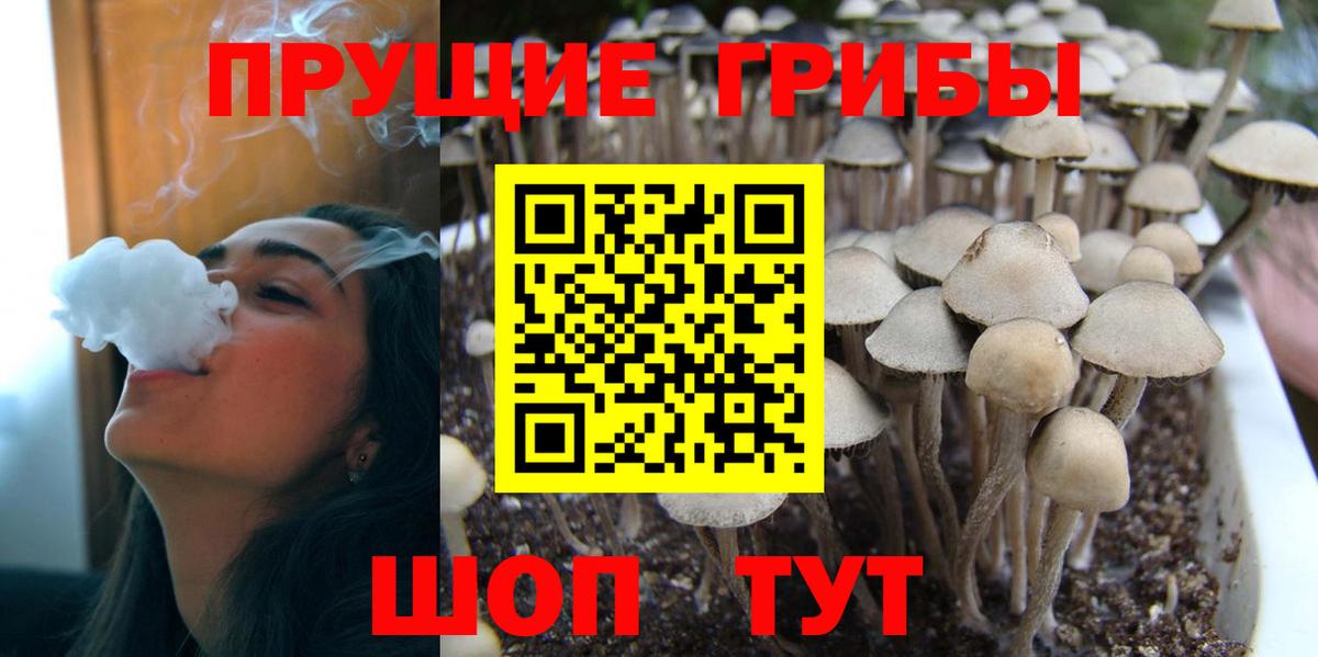 Галлюциногенные грибы MAGIC MUSHROOMS  даркнет сайт  Богородицк  Вход с VPN  Псилоцибиновые грибы Psilocybe 