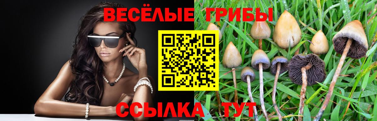 Галлюциногенные грибы Cubensis Богородицк
